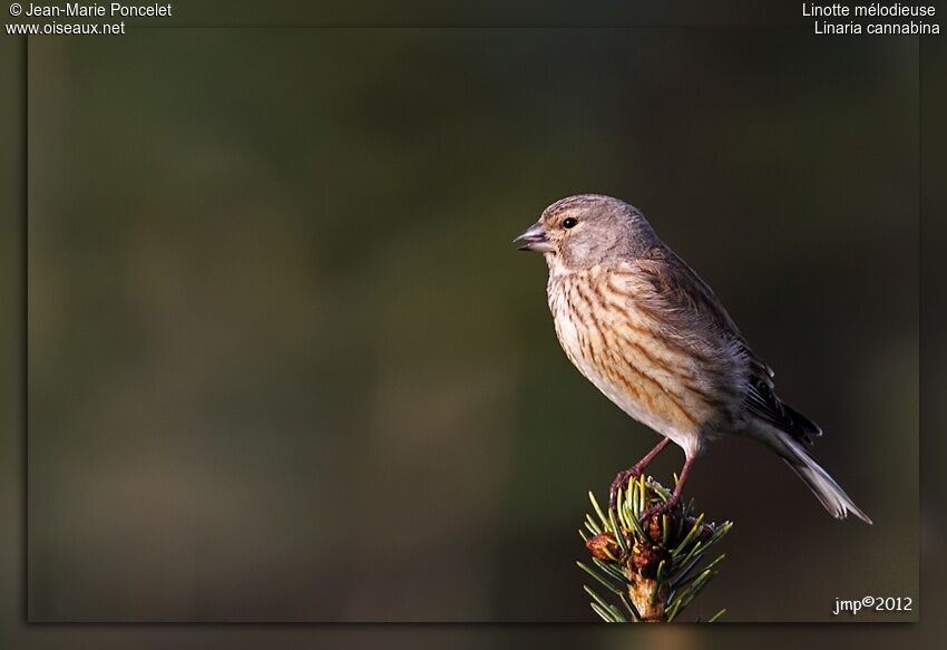 Common Linnet