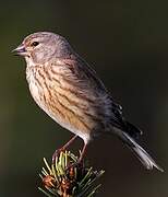 Common Linnet