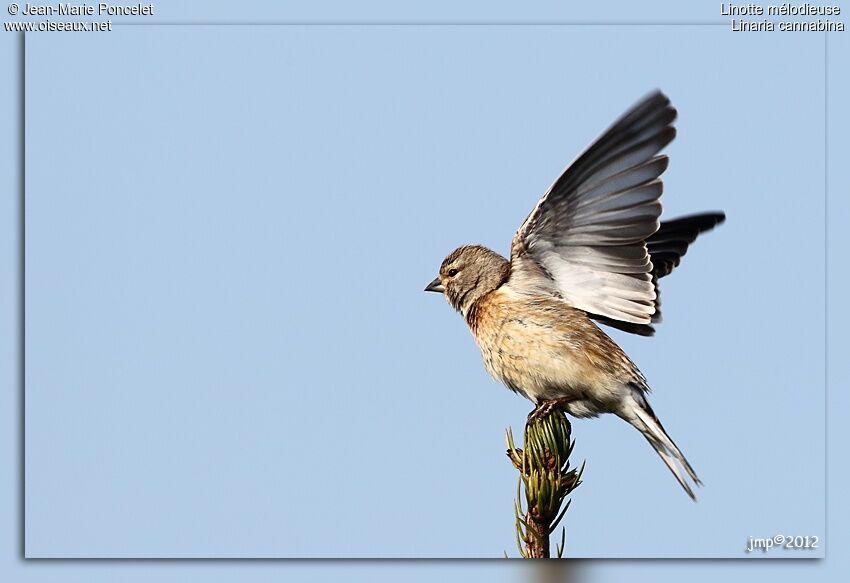 Common Linnet