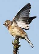 Common Linnet