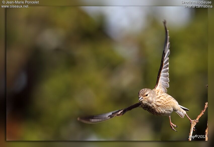 Common Linnet