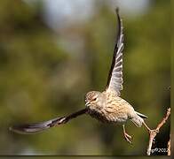 Common Linnet