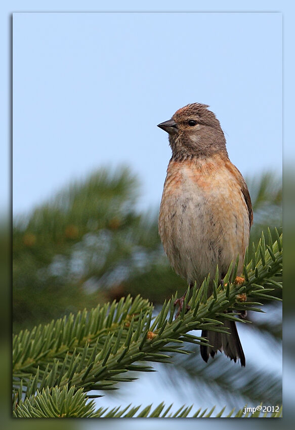 Common Linnet