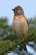 Common Linnet