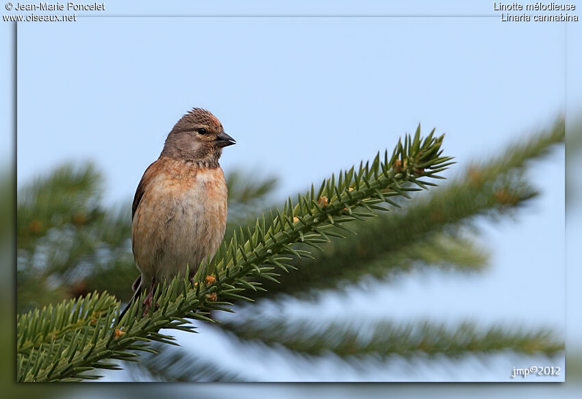 Common Linnet