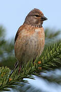 Common Linnet