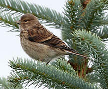 Common Linnet