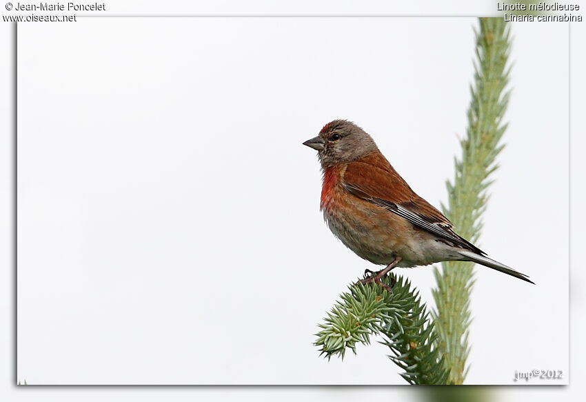 Common Linnet male