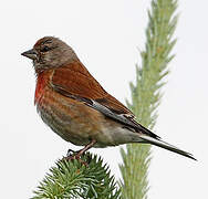 Common Linnet