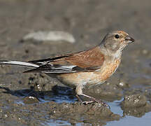 Common Linnet