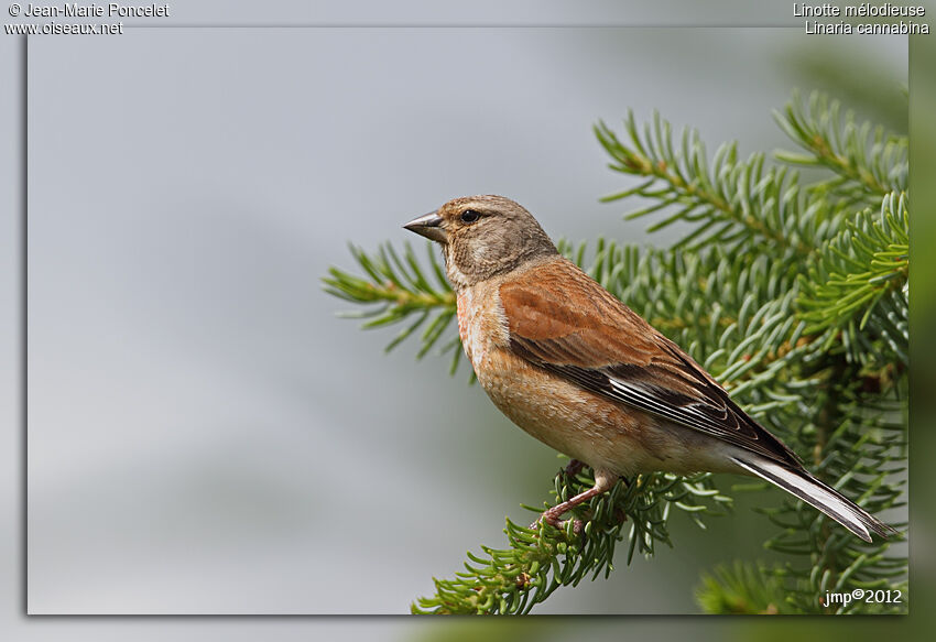 Common Linnet