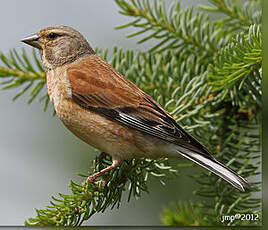 Linotte mélodieuse