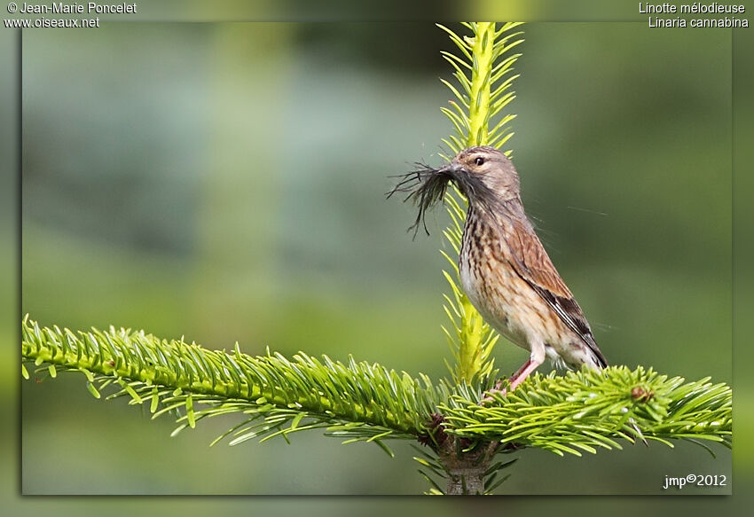 Common Linnet