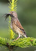 Common Linnet