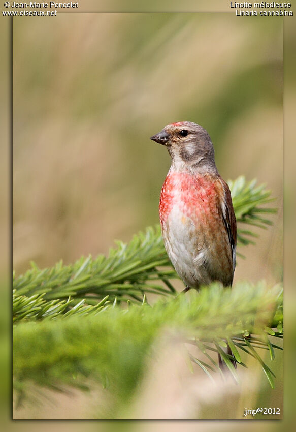 Common Linnet