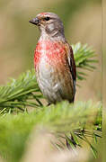 Common Linnet