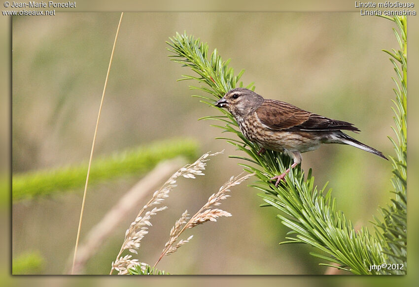 Linotte mélodieuse