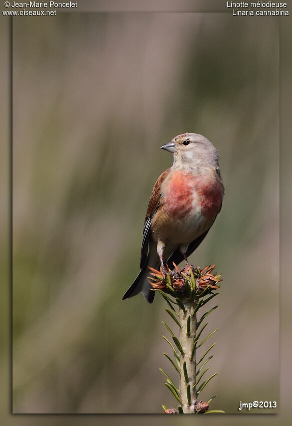 Common Linnet male