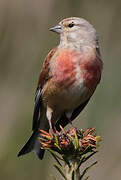 Common Linnet