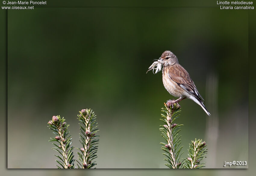 Common Linnet female