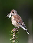 Common Linnet