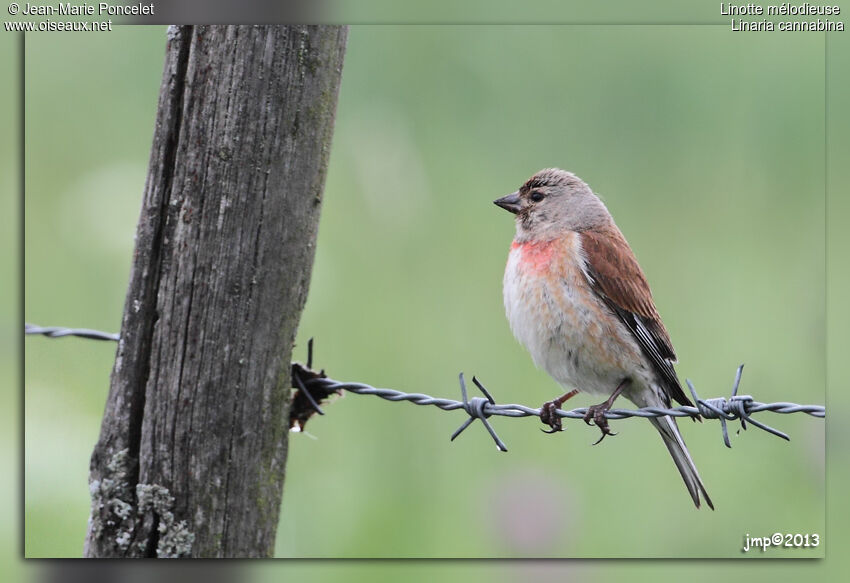 Common Linnet