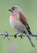 Common Linnet