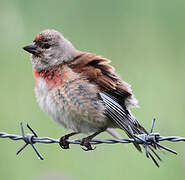 Common Linnet