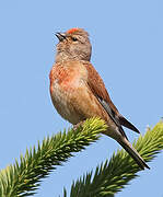 Common Linnet