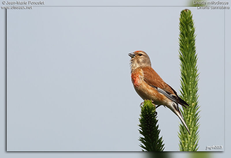 Linotte mélodieuse