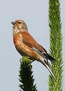 Common Linnet