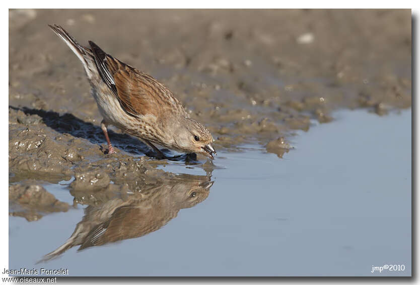 Common Linnet female adult, drinks