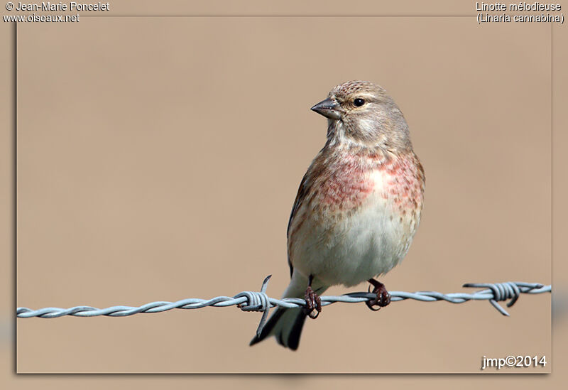 Linotte mélodieuse