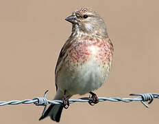 Common Linnet