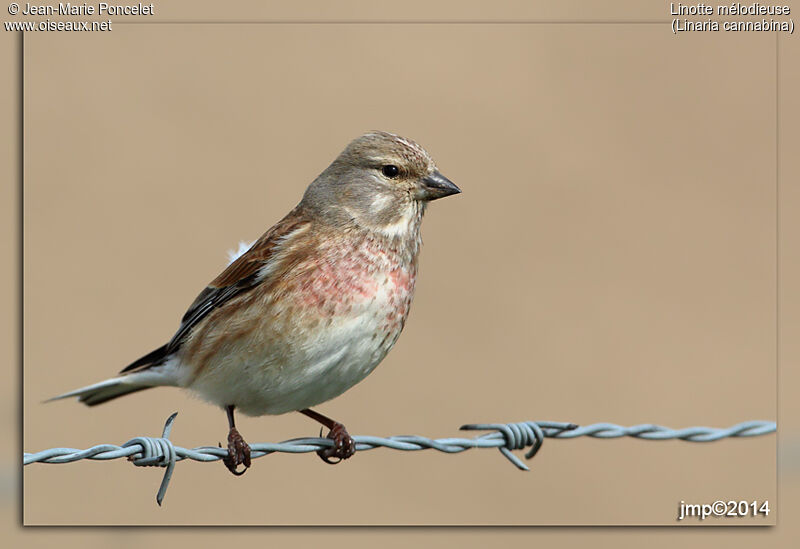 Linotte mélodieuse