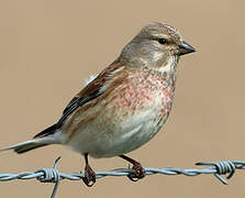 Linotte mélodieuse