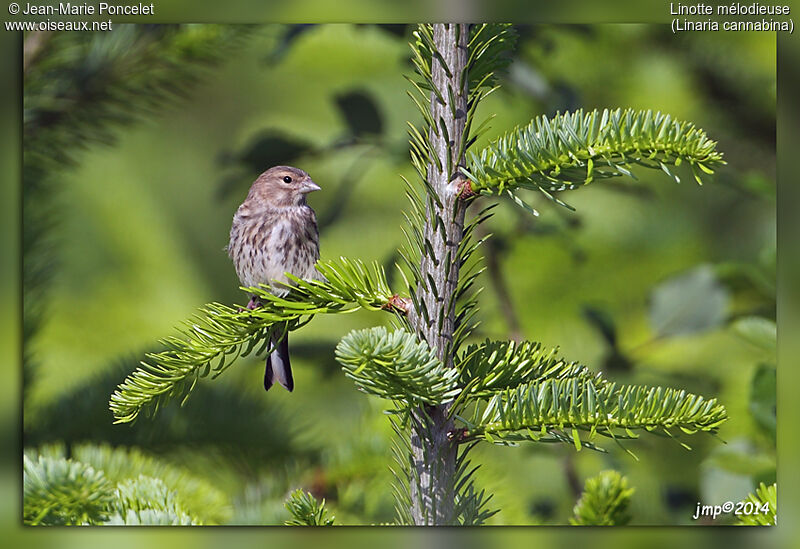 Linotte mélodieuse