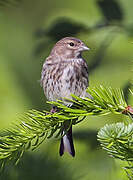 Common Linnet