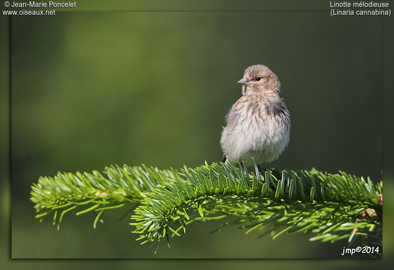 Common Linnet