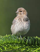 Common Linnet