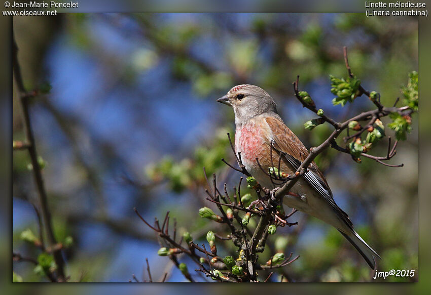 Linotte mélodieuse