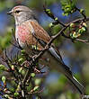 Linotte mélodieuse