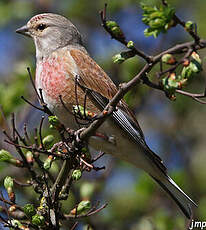 Linotte mélodieuse