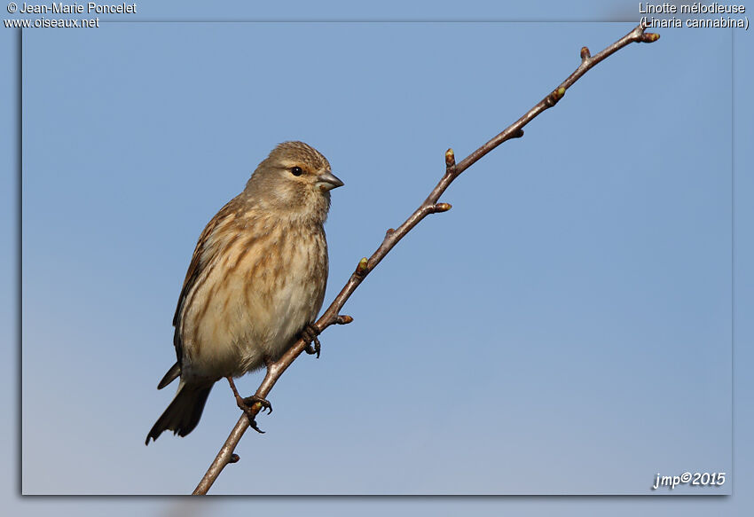 Common Linnet