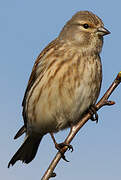 Common Linnet