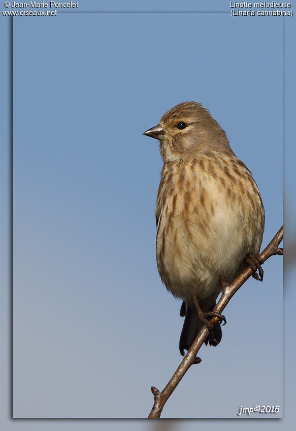 Common Linnet