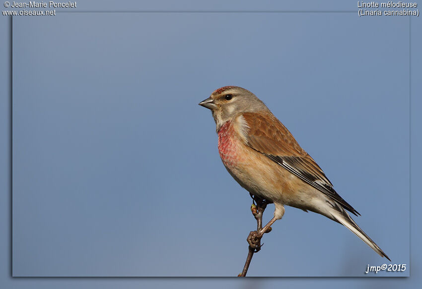 Linotte mélodieuse