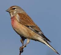 Common Linnet