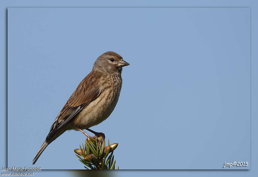 Common Linnet female adult, pigmentation, Behaviour