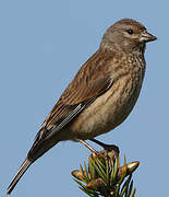 Common Linnet